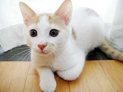 にゃんこ