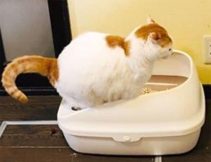 最強の猫トイレに出合うのに8年、無臭!ラク!節約!
