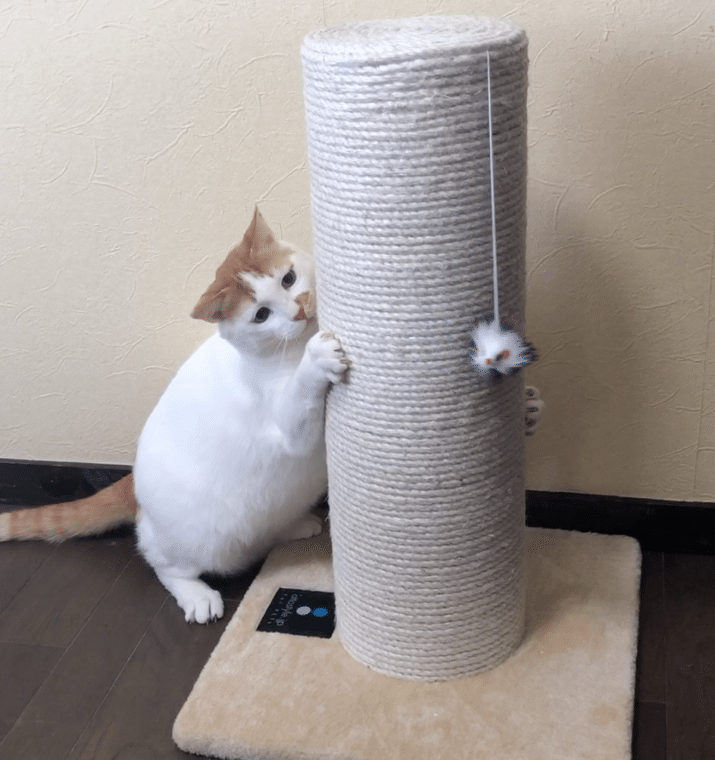 爪とぎ