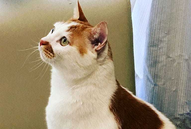 猫