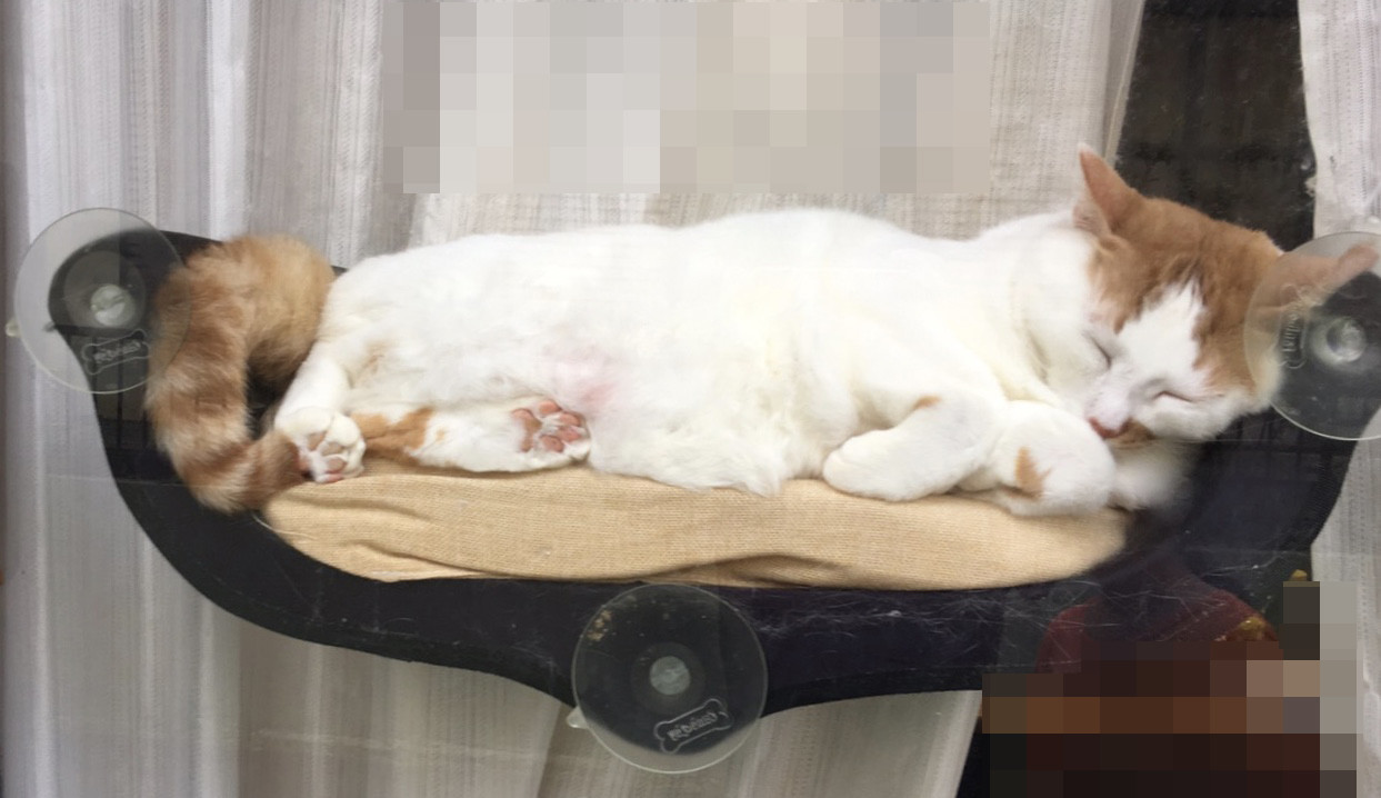 ハンモック