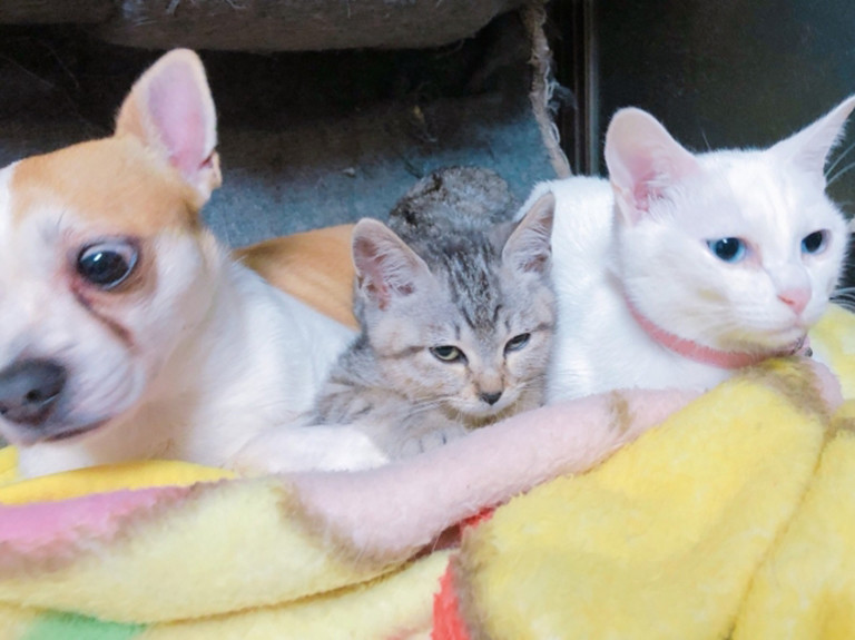 犬と猫