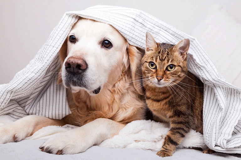 dog&cata