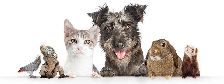 pets